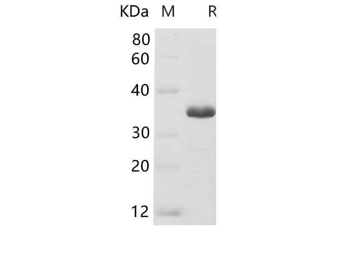 Валидация Elabscience PDEH100699(174)