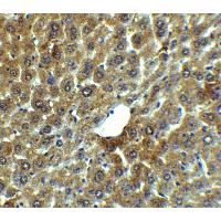 Валидация AssayVector ARM1897(2618)