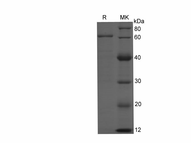 Валидация Elabscience PDEH100711(186)