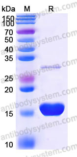 AHC81701, SDS-PAGE