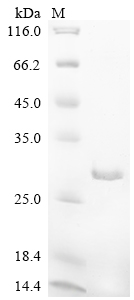 SDS-PAGE