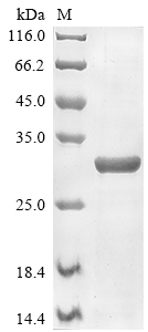 SDS-PAGE