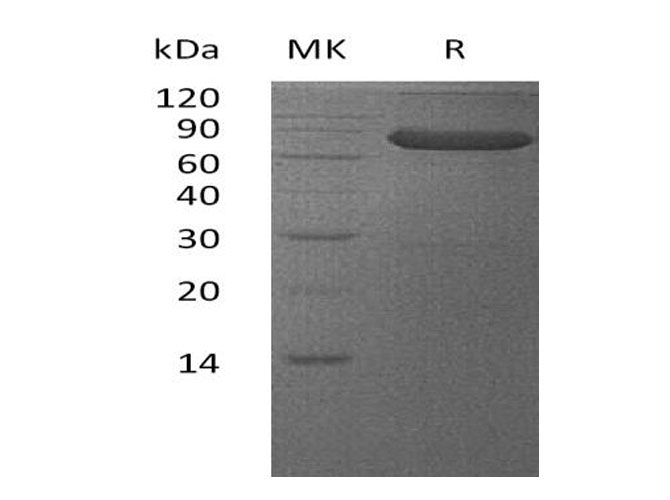 Валидация Elabscience PKSH033219(3563)