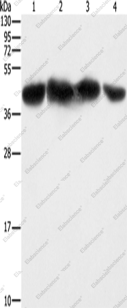 Вестерн-блоттинг, PGK2, клетки HepG2, 293T, HeLa и NIH/3T3