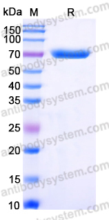 YHP20801, SDS-PAGE