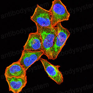 Валидация IF - AntibodySystem RHD34003