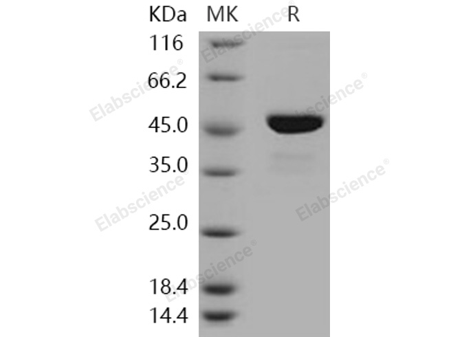 Валидация Elabscience PKSH031151(1923)