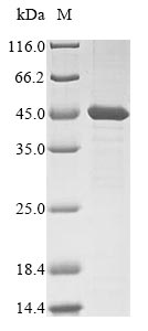 SDS-PAGE