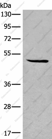 Вестерн-блоттинг, SPOCK3, клетки HL-60