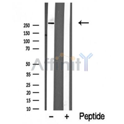 Валидация Affinity DF10368 - 5992