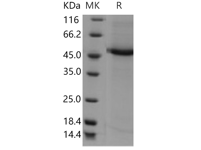 Валидация Elabscience PKSH030679(1554)