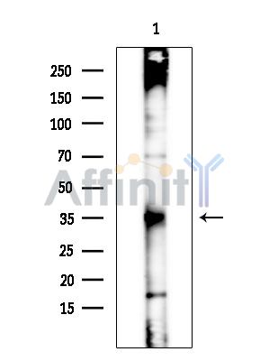 Валидация Affinity AF3747 - 2038