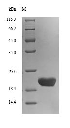 SDS-PAGE