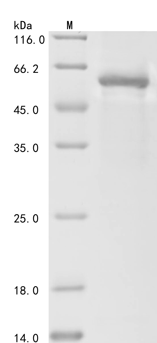 SDS-PAGE