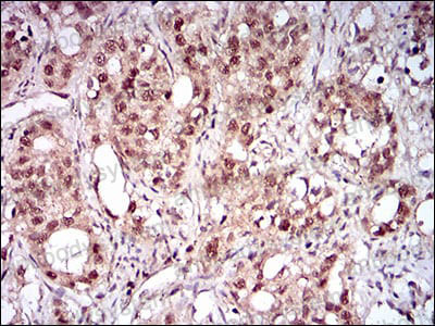 Валидация AntibodySystem RHB05002 (258)