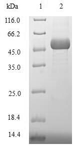 SDS-PAGE