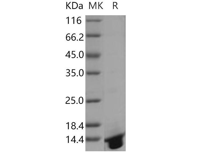 Валидация Elabscience PKSH030558(1463)