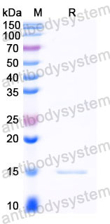 Валидация SDS-PAGE - AntibodySystem RXX10204