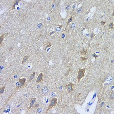 Валидация Elabscience E-AB-70269