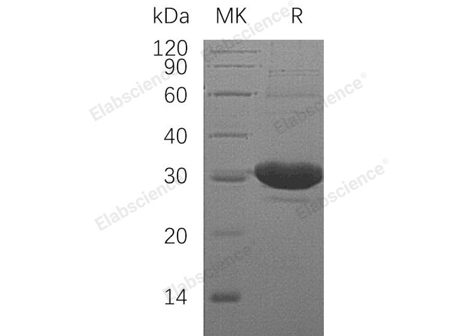 Валидация Elabscience PKSH032714(3143)