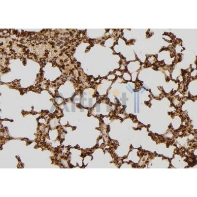 Валидация Affinity DF7443 - 19195