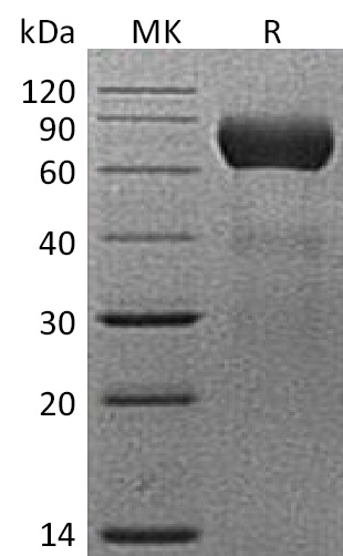 Валидация Elabscience PKSM041340(5234)