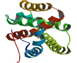 Interleukin 19 (IL19) Interleukin 19 (IL19)
