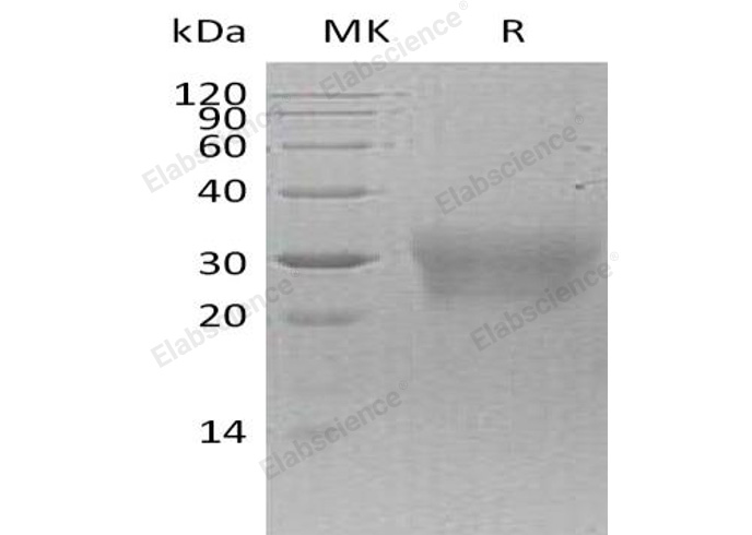 Валидация Elabscience PKSH032822(3237)