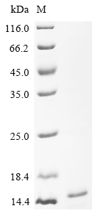 SDS-PAGE