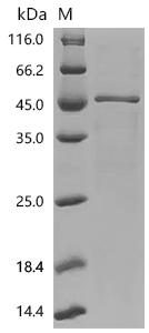 SDS-PAGE