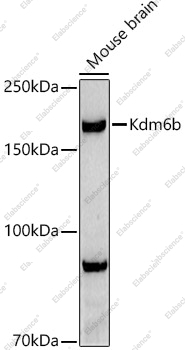 Вестерн-блоттинг, Kdm6b, мозг мыши