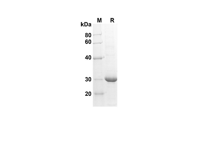 Валидация Elabscience PDEH100570(82)