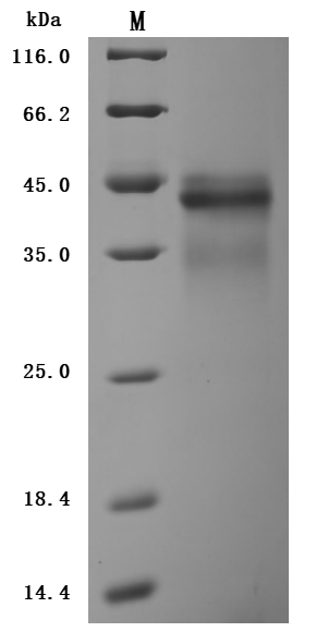 SDS-PAGE