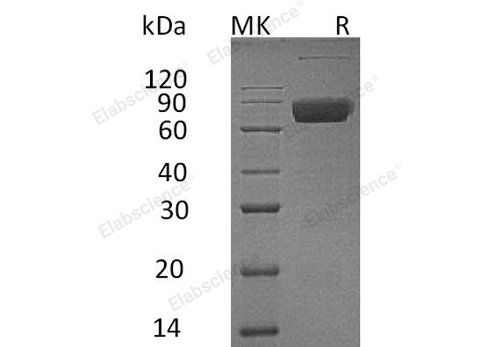 Валидация Elabscience PKSH032564(3017)