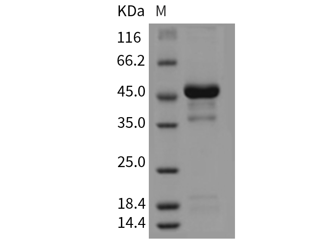 Валидация Elabscience PKSM040396(4396)