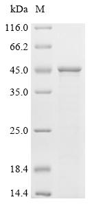 SDS-PAGE