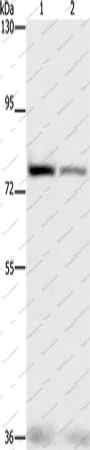 Вестерн-блоттинг, NFE2L1, клетки HepG2 и HeLa