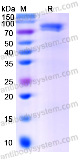 Валидация AntibodySystem EME27701