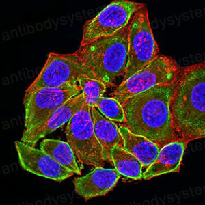 Валидация IF - AntibodySystem RHC06003