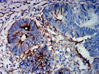 Валидация AntibodySystem RHJ31004