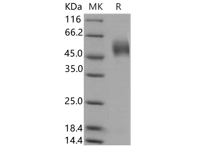 Валидация Elabscience PKSH030895(1727)
