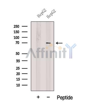 Валидация Affinity DF12606 - 7231