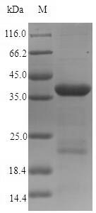 SDS-PAGE