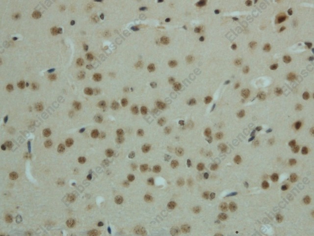 Иммуногистохимия, Phospho-AMPK alpha1/2 (Thr183/172), ткань мозга мыши