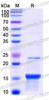 YHD11602, SDS-PAGE