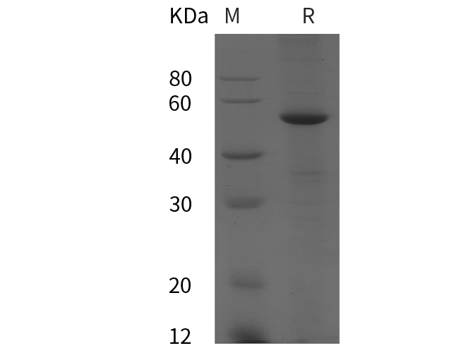 Валидация Elabscience PDEH100826(264)