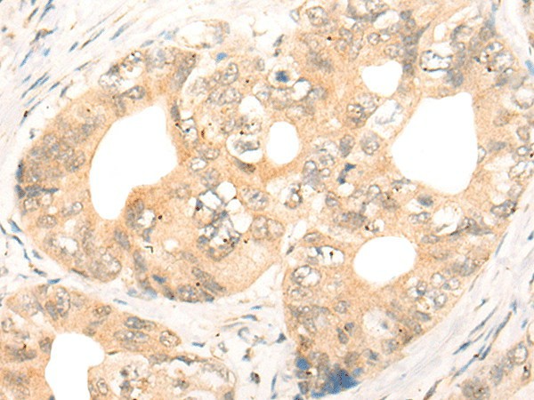 Валидация Elabscience E-AB-52526