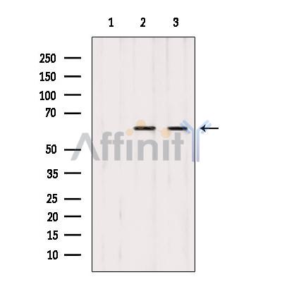 Валидация Affinity AF6459 - 3780