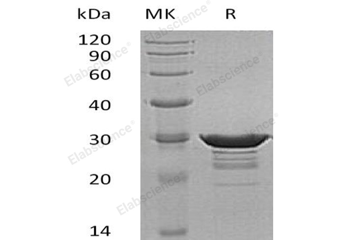 Валидация Elabscience PKSH032351(2841)