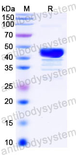YHC28501, SDS-PAGE